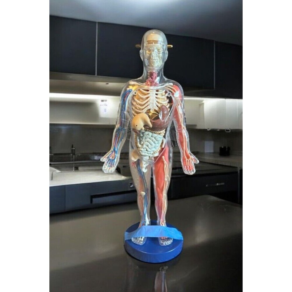 Human Body Model with Tray Removable Human Torso and Body Parts